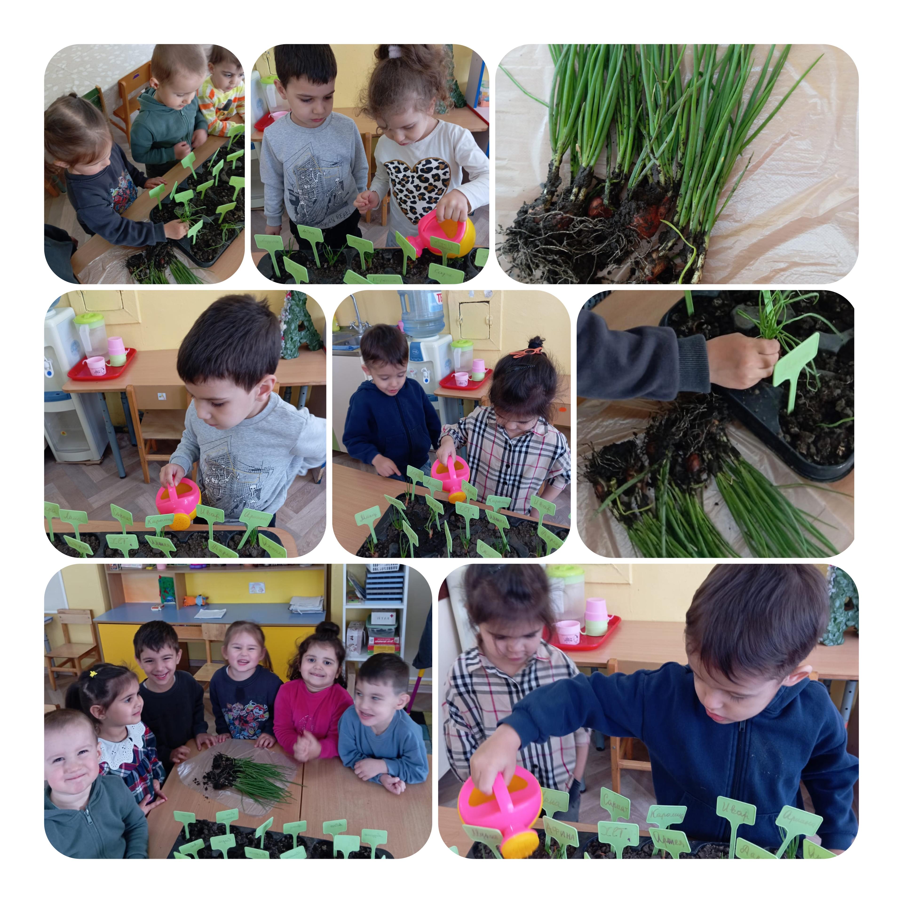 "Огород на окне" 